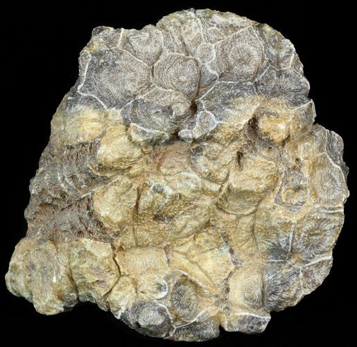 Fossil Coral (Actinocyathus) Head - Morocco #44865